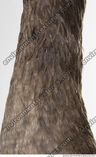 feathers animal 0009